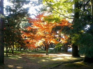 "楓の紅葉"